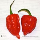 50 Rare Indian Ghost Chili Pepper Seeds, the Hottest Pepper in the World! Scoville Unit Over 1,000,0