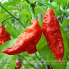 Heirloom Red Ghost Chili Pepper Seeds, Professional Pack, 50 Seeds / Pack, Bhut Jolokia Pepper Bonsa
