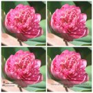 Rare Heirloom Pink Multi-pedaled Nelumbo Nucifera Pond Lotus Flower Seeds, Professional Pack, 1 Seed