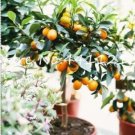 Balcony Patio Fruit Trees Kumquat SeedsItem NO.: CO-1166
