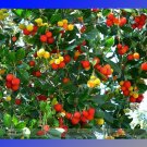 Madrone Killarney Waxberry Tree Arbutus Unedo Seeds, Professional Pack, 5 Seeds / Pack, Sweet Fruit 