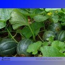 Rare Heirloom Small Emerald Gem Melon Cucumis Melo Seeds, Professional Pack, 20 Seeds / Pack, Very S