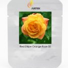 Red Stripe Orange Rose Flower Seeds, Professional Pack, 50 Seeds / Pack, Strong Fragrant Rose #LG000
