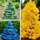 Yellow/Blue/Green Spruce, MixedItem NO.: CO-1160
