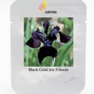 Siberian Iris Black Gold Iris Chrysographes Flower Seeds, Professional Pack, 5 Seeds / Pack E3346Ite