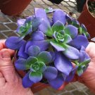 African Blue Cactus SeedsItem NO.: CO-1159