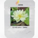 Very Rare White Nelumbo Nucifera Lotus Flower with Green End Seeds, Professional Pack, 1 Seed / Pack