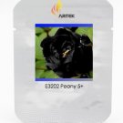 Very Rare Black Subshrubby Peony Flower Seeds, Professional Pack, 5 Seeds / Pack, Paeonia Suffrutico