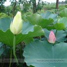 Rare Red White Long Small Nelumbo Nucifera Lotus Bonsai Seeds, Professional Pack, 1 Seed / Pack, Ver