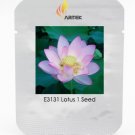 Heirloom Bright Red Nelumbo Nucifera Lotus Flower Pond Seeds, Professional Pack, 1 Seed / Pack, Ligh