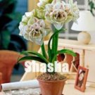100PCS Amaryllis SeedItem NO.: SH10140C