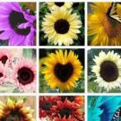 100PCS Mixed Sunflower SeedsItem NO.: SH10139C