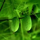 New Rare Green Mini Thumb Organic Watermelon Seeds, Professional Pack, 8 Seeds / Pack, Pineapple Tas