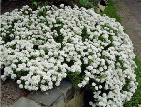 100 Seeds Candytuft Seeds Iberis Sempervirens 'Snowflake' Hardy Perennial Ground CoverItem NO.: SH10
