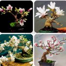 Magnolia SeedsItem NO.: CO-2012