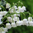 Heirloom White Lily of the Valley Convallaria majalis Perennial Flower Seeds, Professional Pack, 50 