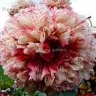 Rare Flemish Antique Corn Poppy Flowers Seeds, 100 seeds, beautiful garden flowers E3561Item NO.: E3