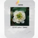 Heirloom Fragrant White Wrinkled Nelumbo Nucifera Lotus Seeds, Professional Pack, 1 Seed / Pack, Rar
