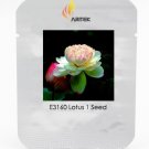 Rare Heirloom Light Yellow Nelumbo Nucifera Lotus with Red Top Flower Seeds, Professional Pack, 1 Se