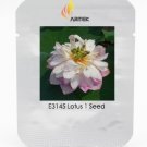 Heirloom White Pink Double Wrinkled Nelumbo Nucifera Lotus Flower Seeds, Professional Pack, 1 Seed /