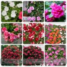 Mix Impatiens walleriana 9 Colors Busy Lizzie Balsam Perennial Flower Seeds, Professional Pack, 20 S Mix Impatiens walleriana 9 Colors Busy Lizzie Balsam Perennial Flower Seeds, Professional Pack, 20 S