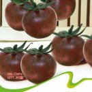 Cherokee Cherry Tomato Seeds, Original Pack, 20 Seeds / Pack, Heirloom Non-Gmo Black Purple Round To