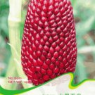 Strawberry Red Popcorn Seeds, Original Pack, 10 Seeds / Pack, Heirloom Ornamental Maize Seed #B011It