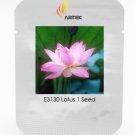 Heirloom Light Pink Fragrant Nelumbo Nucifera Lotus Flower Seeds, Professional Pack, 1 Seed / Pack, 
