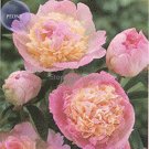 'Raspberry Sundae' Peony Tree, 5 Seeds, light-pink-to-white outer petals with a cluster of ruffled, 'Raspberry Sundae' Peony Tree, 5 Seeds, light-pink-to-white outer petals with a cluster of ruffled,