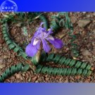 Moraea Pritzeliana Seeds, Professional Pack, 5 Seeds, Indigenous Endemic Perennial succulent with bl