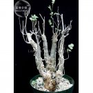 Bursera Hindsiana Torote Prieto Torchwood Seeds, Professional Pack, 1 Seed, bonsai copla with greeni