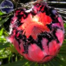 100% Genuine Protea Neriifolia Oleanderleaf Protea Baardsuikerbos, 1 Seed, long flowering time, prod