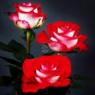 Popular 'Music Star' Fragrant Rose Bush Bonsai Cut Flower Seeds, 50pcs White Red Colors Big Blooms E