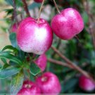 Very Rare Red Apple  LBerry Billardier  aongiflora Organic Fruit Seeds, Professional Pack, 10 Seeds 