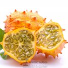 Rare Heirloom African Horned Melon Seeds, Professional Pack, 50 Seeds / Pack, Cucumis Metuliferus Ki