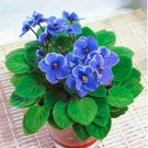 Saintpaulia Ionantha Seed African Violet Seeds (Color 1)Item NO.: CO-1999