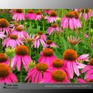 'May Jay' Red Purple Coneflower Echinacea purpurea Flower Seeds, Professional Pack, 100 Seeds / Pack