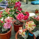 Mixed 2 types of Adenium Desert Rose, 2 Seeds, yellow red one and pink red one E3980Item NO.: E3980