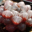 Haworthia obtusa Hybrid Red Transparent Bonsai Succulent Seeds 5pcs Big Bonsai Garden a must for lov
