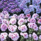 Geranium Mixed White Red Spot Double Petals Purple Black Stripes Flowers 10 Seeds Big Blooms Ball-ty