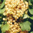 Fresh White Currant Seeds, 20 Seeds, Professional Pack 100% True Champagne BerryItem NO.: DL018C