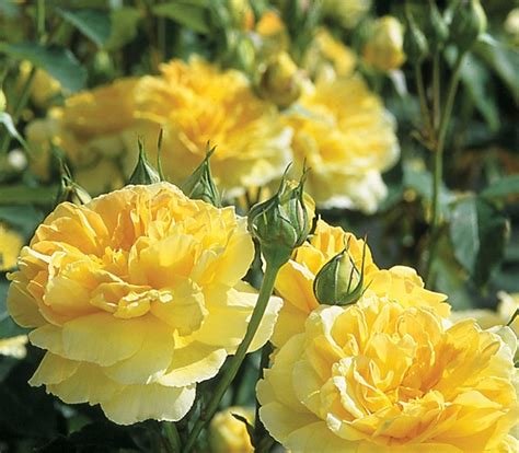 Heirloom Yellow Upright Fragrant Tea Rose Shrub Garden Flower SeedsItem NO.: DL025C
