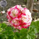 Geranium Fire red-to-white-to-light green Big Blooms Bonsai Flowers, 10seeds, home garden bonsai pla Geranium Fire red-to-white-to-light green Big Blooms Bonsai Flowers, 10seeds, home garden bonsai pla
