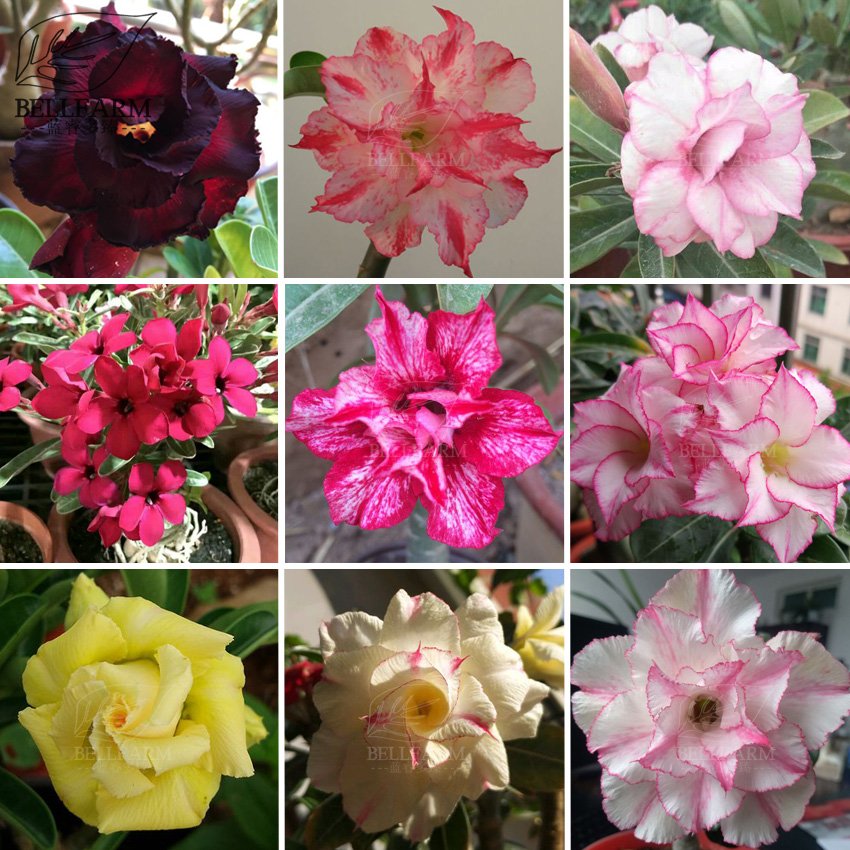 Adenium Black Yellow Red White Bi-color Desert Rose Perennial Bonsai Flowers Seeds 60pcs Heirloom Ga