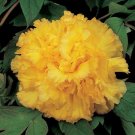 Peony 'Goden Years' Gold Flowers Seeds 5PCS Heirloom Big Fragrant Double FlowersItem NO.: QC388M
