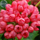 Geranium 'Tulip Orangish Red Bud' Perennial Bonsai Flowers, 10 seeds, petals won't unfold big blooms