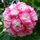 Geranium Hydrangea-shaped peach pink and white colors Bonsai Flowers, 10 seeds, big blooms home gard