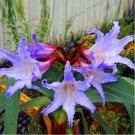 True Amaryllis BulbItem NO.: CO-1861