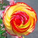 Persian Buttercup Garden Seeds, Double Colorful FlowersItem NO.: CO-1808