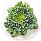 Brassica Narinosa Seed Rapid Growth Nutritious Green Winter Vegetables Plants for Home Garden Easy t